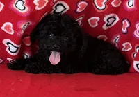 Leola, a female Poodle - Toy  for sale in Wrightsville, GA – 9 of 9