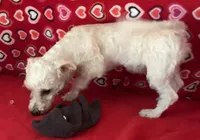 Merilyn, a female Bichon Frise for sale in Wrightsville, GA – 4 of 8