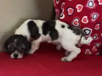 Nahum, a male Shih Tzu for sale in Wrightsville, GA – 9 of 10