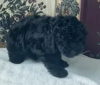 Mingo, a male Poodle - Toy  for sale in Wrightsville, GA – 2 of 10