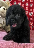 Idra, a female Poodle - Toy  for sale in Wrightsville, GA – 6 of 10