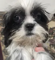 Elisha, a male Shih Tzu for sale in Wrightsville, GA – 5 of 10