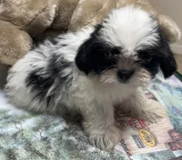 Elisha, a male Shih Tzu for sale in Wrightsville, GA – 7 of 10