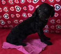 Idra, a female Poodle - Toy  for sale in Wrightsville, GA – 3 of 10
