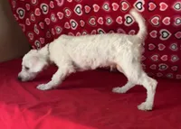 Dawson, a male Bichon Frise for sale in Wrightsville, GA – 7 of 10