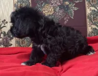 Curtis, a male Yorkshire Terrier and Poodle - Toy  for sale in Wrightsville, GA – 6 of 10