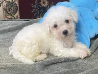 Tamaka, a female Bichon Frise for sale in Wrightsville, GA – 9 of 10