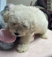 Snow, a male Poodle - Toy  and Bichpoo for sale in Wrightsville, GA – 6 of 10