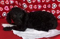 Idra, a female Poodle - Toy  for sale in Wrightsville, GA – 2 of 10