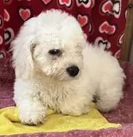 Merilyn, a female Bichon Frise for sale in Wrightsville, GA – 5 of 10