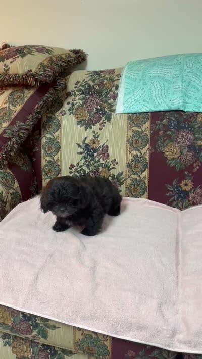Ovidio, a male Shihpoo and Shih Tzu for sale in Wrightsville, GA – 9 of 10