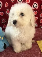 Merilyn, a female Bichon Frise for sale in Wrightsville, GA – 3 of 10
