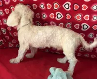 Delwin, a male Bichon Frise for sale in Wrightsville, GA – 4 of 10