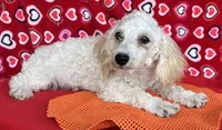Milton, a male Poodle - Toy  for sale in Wrightsville, GA – 1 of 10