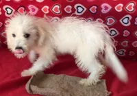 Tamaka, a female Bichon Frise for sale in Wrightsville, GA – 5 of 10
