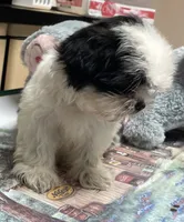 Earl, a male Shih Tzu for sale in Wrightsville, GA – 2 of 8