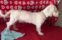 Delwin, a male Bichon Frise for sale in Wrightsville, GA – 8 of 10