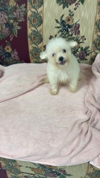 Tuan, a male Bichon Frise for sale in Wrightsville, GA – 9 of 9