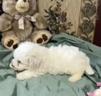 Milan, a  Bichon Frise for sale in Wrightsville, GA – 2 of 10