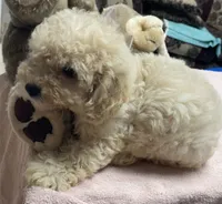 Sofie, a male Poodle - Toy  and Bichpoo for sale in Wrightsville, GA – 7 of 10
