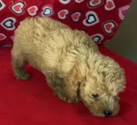 Warna, a female Poodle - Toy  for sale in Wrightsville, GA – 6 of 10