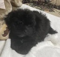 Zelfa, a female Shih Tzu and Poodle - Toy  for sale in Wrightsville, GA – 2 of 7