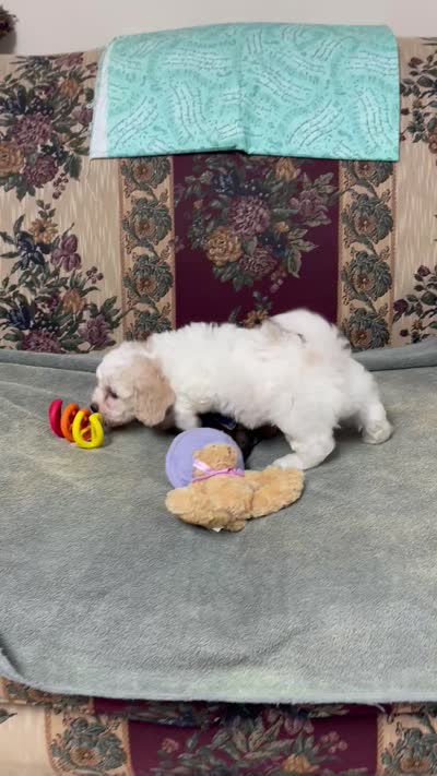 Dawson, a male Bichon Frise for sale in Wrightsville, GA – 9 of 10