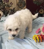 Merilyn, a  Bichon Frise for sale in Wrightsville, GA – 2 of 10