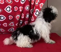 Earl, a male Shih Tzu for sale in Wrightsville, GA – 4 of 10