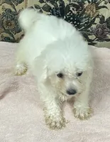 Tuan, a male Bichon Frise for sale in Wrightsville, GA – 4 of 9