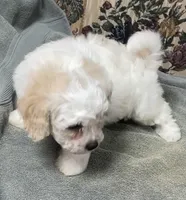 Dawson, a male Bichon Frise for sale in Wrightsville, GA – 4 of 10