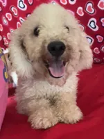 Cyprus, a male Bichon Frise for sale in Wrightsville, GA – 7 of 10