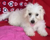 Merilyn, a female Bichon Frise for sale in Wrightsville, GA – 9 of 10