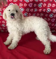 Princess , a female Bichon Frise for sale in Wrightsville, GA – 6 of 9