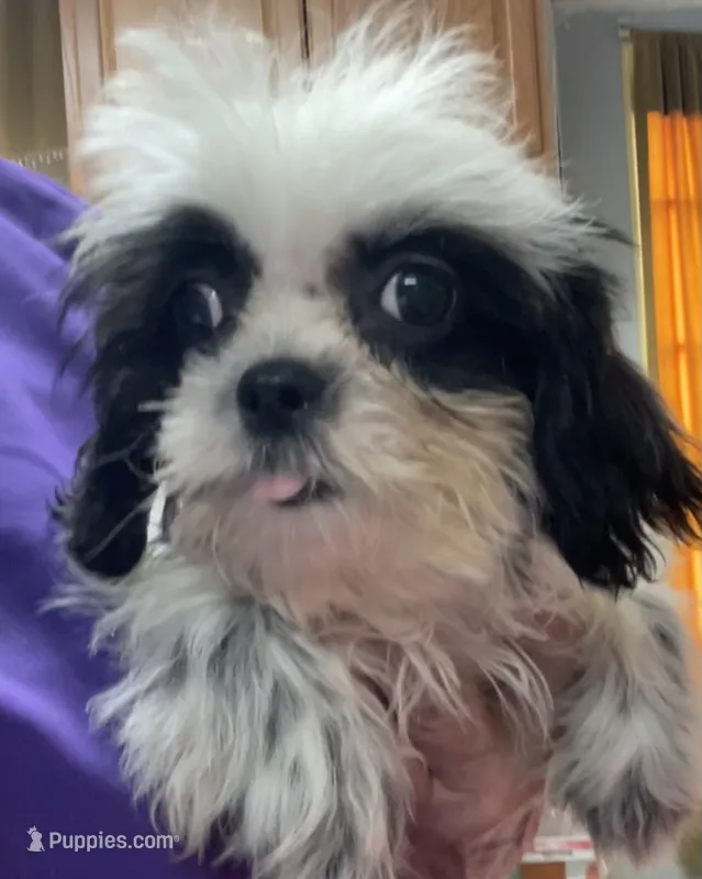 Eunice – Shih Tzu puppy for sale in Wrightsville, GA