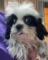 Eunice, a female Shih Tzu for sale in Wrightsville, GA – 1 of 10