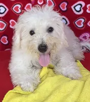 Milan, a male Bichon Frise for sale in Wrightsville, GA – 5 of 9