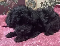 Corlyn, a female Yorkshire Terrier and Poodle - Toy  for sale in Wrightsville, GA – 8 of 10