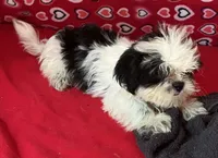 Earl, a male Shih Tzu for sale in Wrightsville, GA – 3 of 10