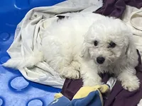 Merilyn, a female Bichon Frise for sale in Wrightsville, GA – 1 of 10