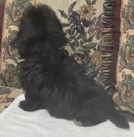Zophia, a female Shih Tzu and Poodle - Toy  for sale in Wrightsville, GA – 8 of 8