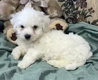 Milan, a  Bichon Frise for sale in Wrightsville, GA – 1 of 10
