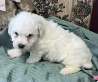 Milan, a  Bichon Frise for sale in Wrightsville, GA – 3 of 10