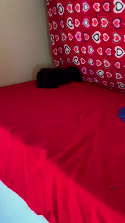 Wylie, a female Poodle - Toy  for sale in Wrightsville, GA – 8 of 10