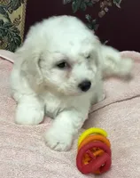 Dalila, a female Bichon Frise for sale in Wrightsville, GA – 6 of 10