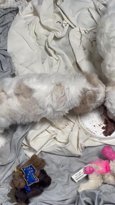 Dawson, a male Bichon Frise for sale in Wrightsville, GA – 8 of 10