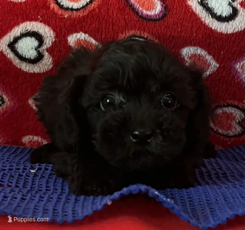 Wylie – Poodle - Toy  puppy for sale in Wrightsville, GA
