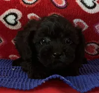 Wylie, a female Poodle - Toy  for sale in Wrightsville, GA – 3 of 10