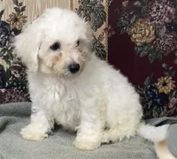 Damian, a male Bichon Frise for sale in Wrightsville, GA – 3 of 10