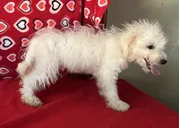 Tamaka, a female Bichon Frise for sale in Wrightsville, GA – 4 of 10